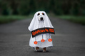 1088_ - Dog in Ghost Costume