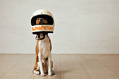 1106_ - Dog with Helmet