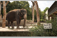 286_ - Elephant In Zoo