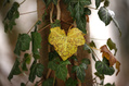 677_ - Yellow Leaf