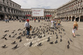 786_ - Venice Pigeons