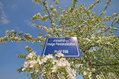 988_ - Sign amid Flowering Tree
